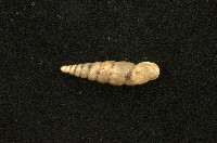 藏品(石氏煙管蝸牛)的圖片